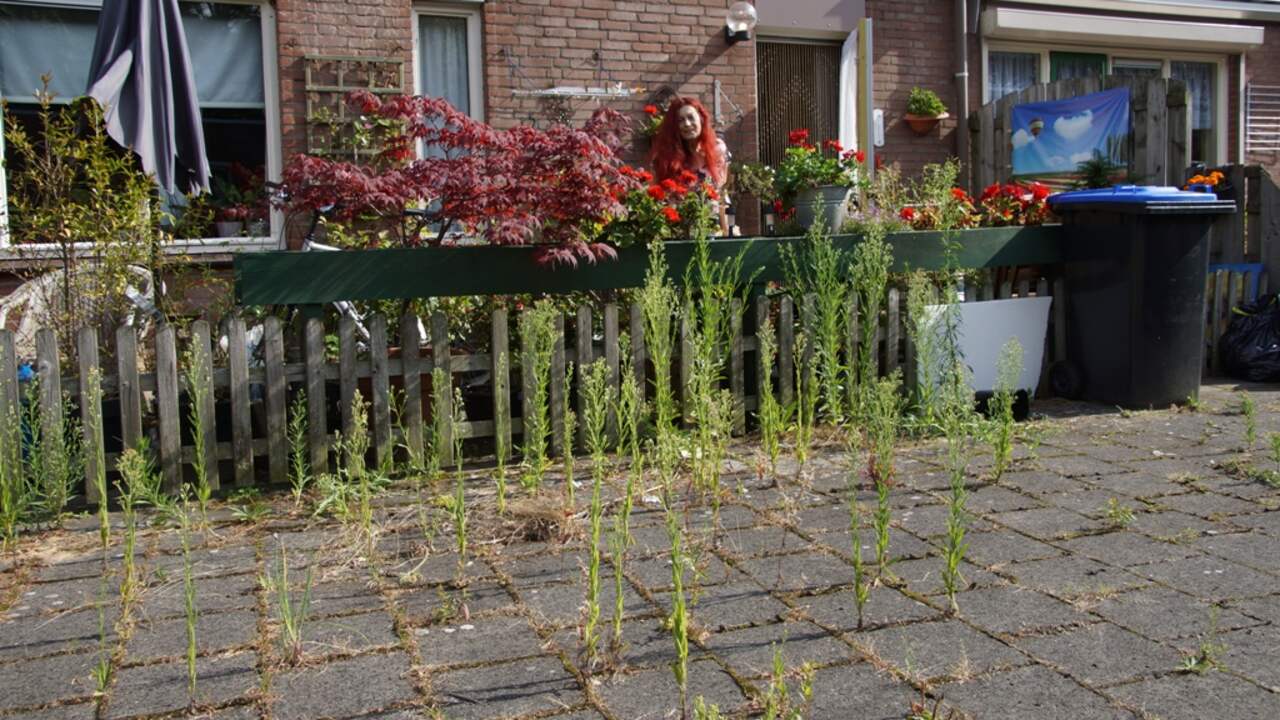 Ergernis over onkruid in de openbare ruimtes | Roosendaal, Halderberge, Rucphen