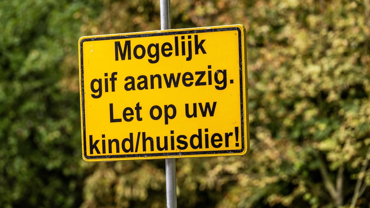 Overleden honden in Schiedam mogelijk dood door eten bloembollen