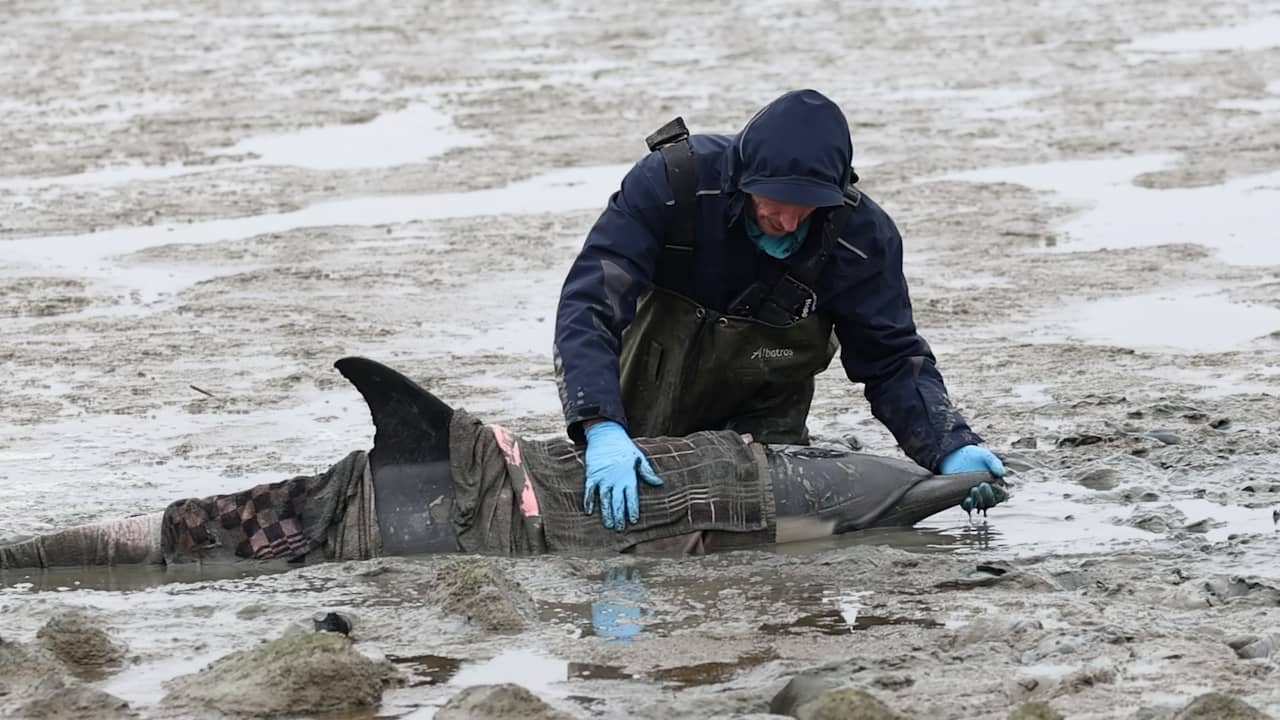 Video | Dierenambulance redt aangespoelde dolfijn uit wad bij Wierum