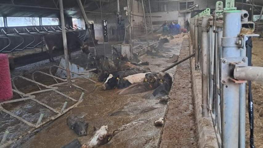 tientallen-koeien-liggen-in-gierput-nadat-stalvloer-het-begeeft-in-westbroek.jpg