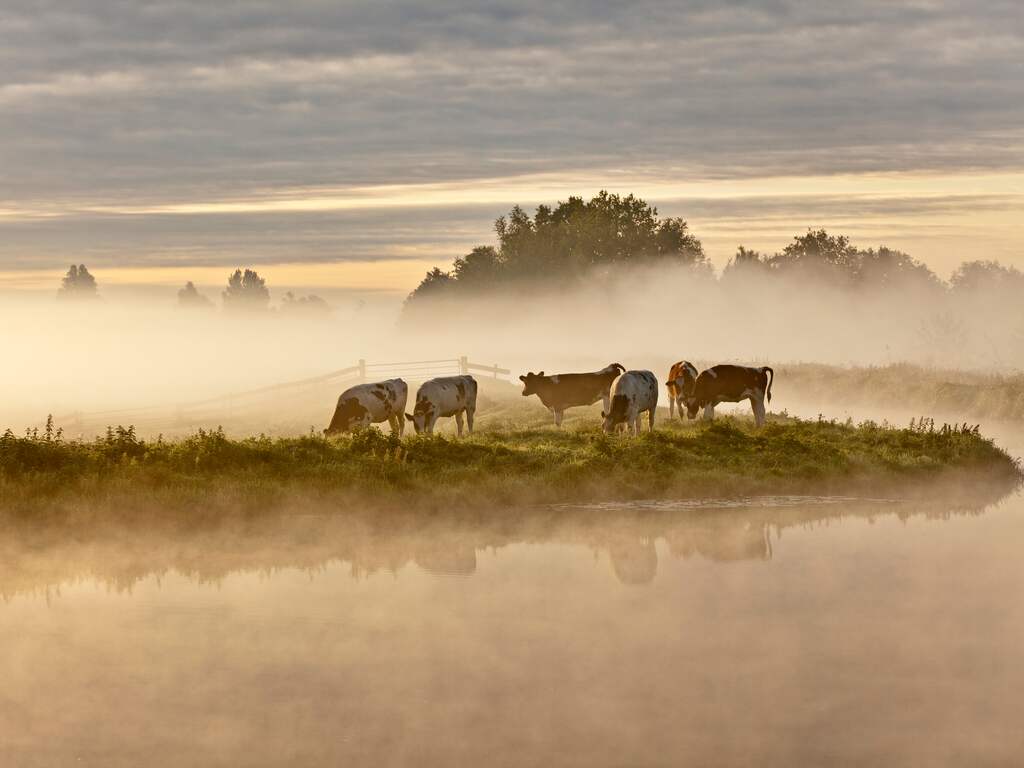 KNMI waarschuwt Noord-Nederland met code geel voor slecht zicht door mist