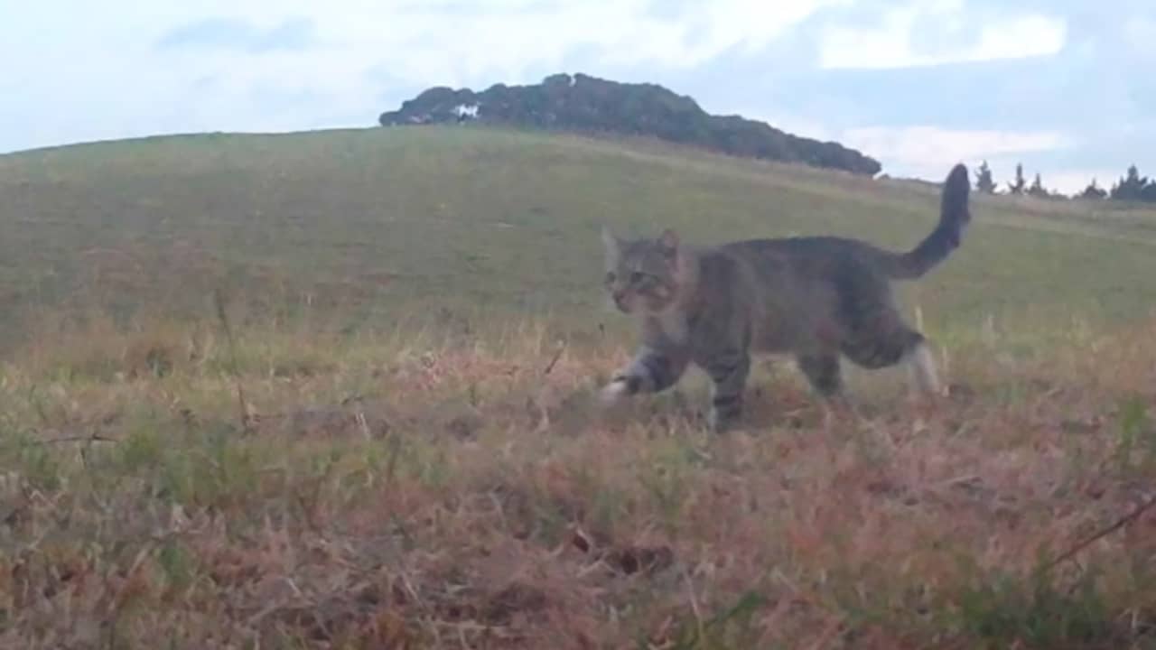 Wilde kat die tientallen zeldzame eenden doodde in Nieuw-Zeeland afgeschoten