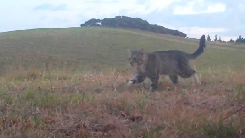 Wilde kat die tientallen zeldzame eenden doodde in Nieuw-Zeeland afgeschoten