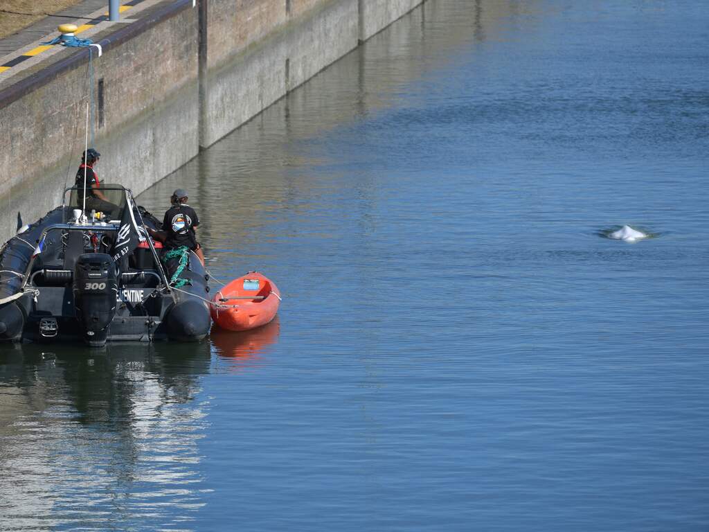Verdwaalde beloega in Seine wordt overgebracht naar zoutwatertank