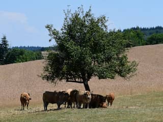 Frankrijk versoepelt kaasregels omdat er door droogte te weinig gras is