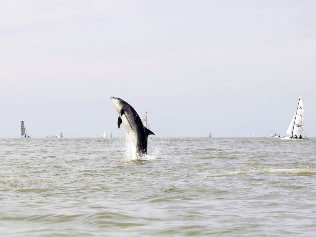Steeds meer meldingen van zeezoogdieren in nood, maar oorzaak onduidelijk
