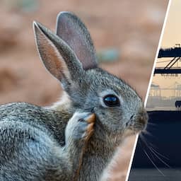Meer konijnen moeten Rotterdamse haven van stikstofslot halen
