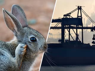 Meer konijnen moeten Rotterdamse haven van stikstofslot halen