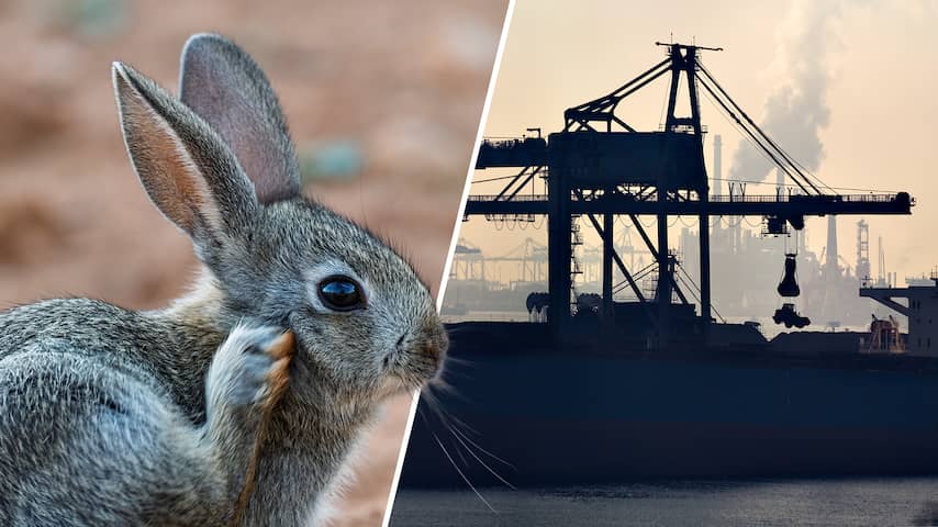 Meer konijnen moeten Rotterdamse haven van stikstofslot halen