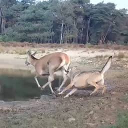 Video | Boswachter deelt unieke beelden van wolf die hert grijpt op Veluwe