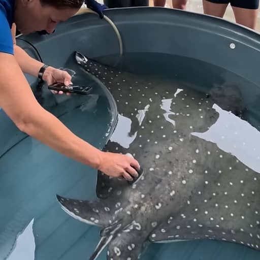 Illustratie bij: Video | Beelden tonen onverwachtse geboorte van arendskoproggen in Australië