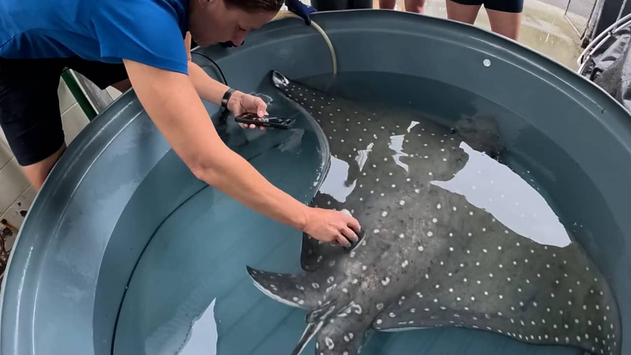Foto bij Video | Beelden tonen onverwachtse geboorte van arendskoproggen in Australië