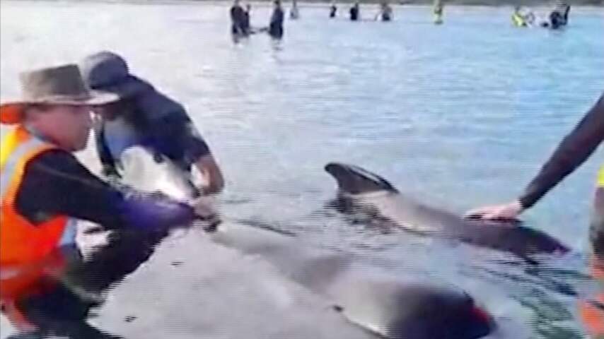 Tientallen grienden aangespoeld op Nieuw-Zeelands strand
