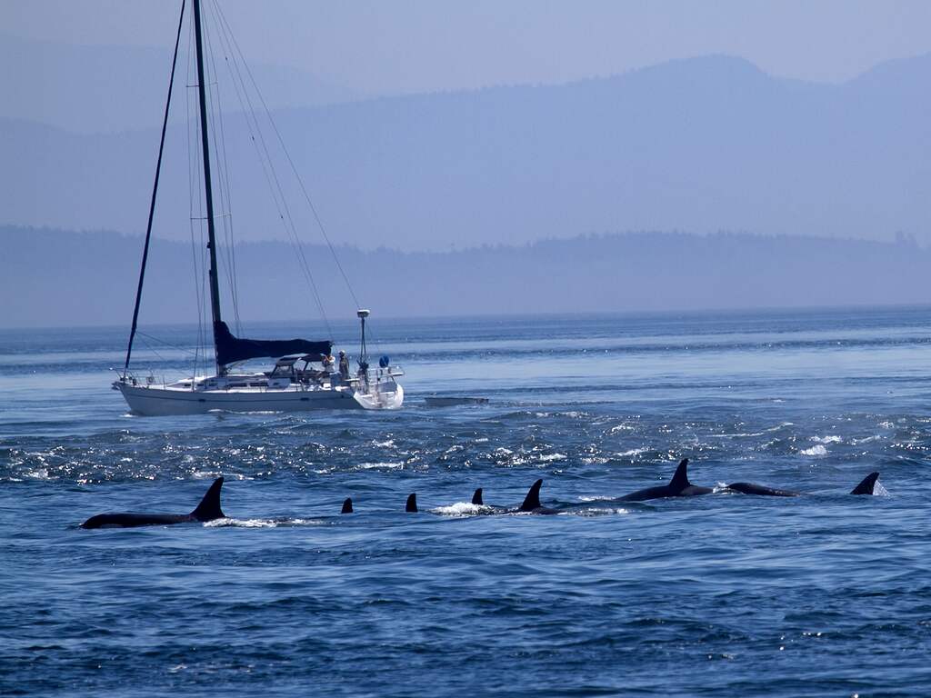 Orka's blijven om mysterieuze redenen boten aanvallen bij Spanje
