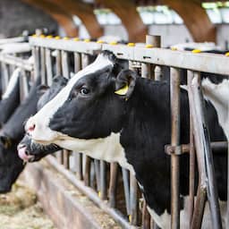 Rechter kan te strenge stikstofplannen van nieuw kabinet ook van tafel vegen