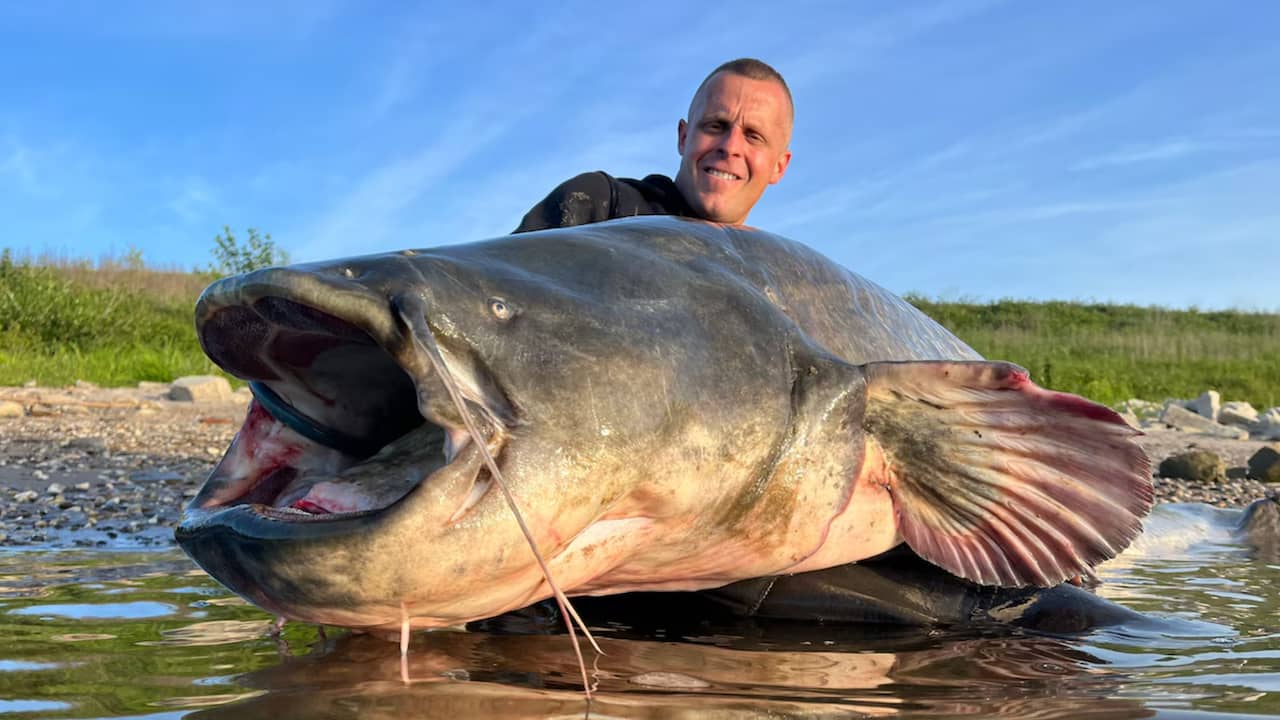Video | Nijmeegse sportvisser haalt metersgrote meerval uit de Waal