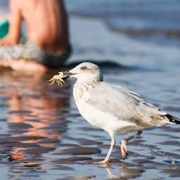 Opwarming Noordzee zet zeeleven op zijn kop: 'Beangstigend en onomkeerbaar'