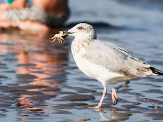 Opwarming Noordzee zet zeeleven op zijn kop: 'Beangstigend en onomkeerbaar'