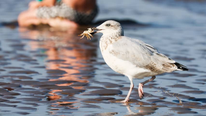 Opwarming Noordzee zet zeeleven op zijn kop: 'Beangstigend en onomkeerbaar'