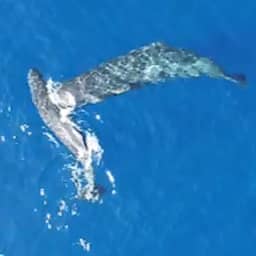 Video | Drone legt voor het eerst kopstoten van potvissen vast