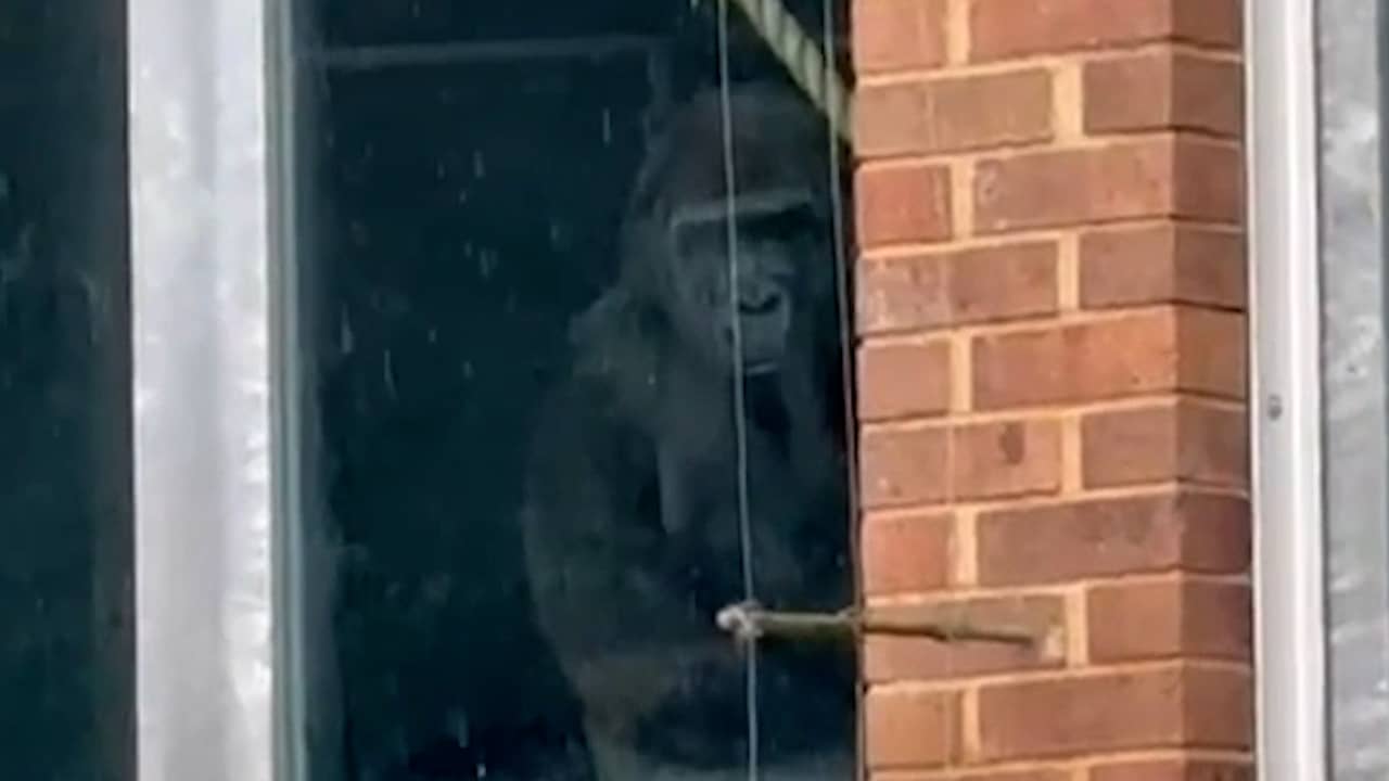 Video | Urban explorers filmen gorilla's in gesloten Britse dierentuin