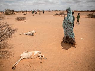 Rode Kruis opent giro 6251 voor hulp bij honger in oosten van Afrika