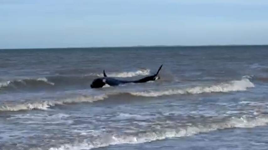 Bij Cadzand aangespoelde orka wordt terug in zee geduwd