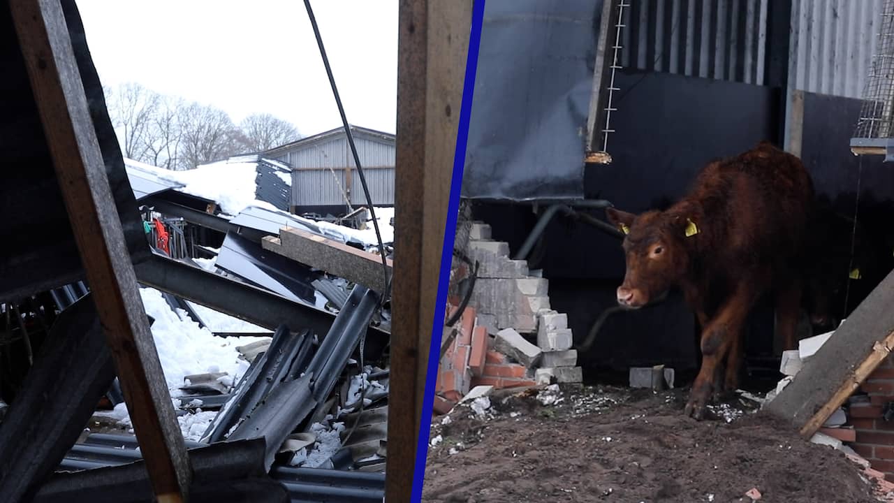 Video | Koeien komen met de schrik vrij na instorten staldak in Hilversum