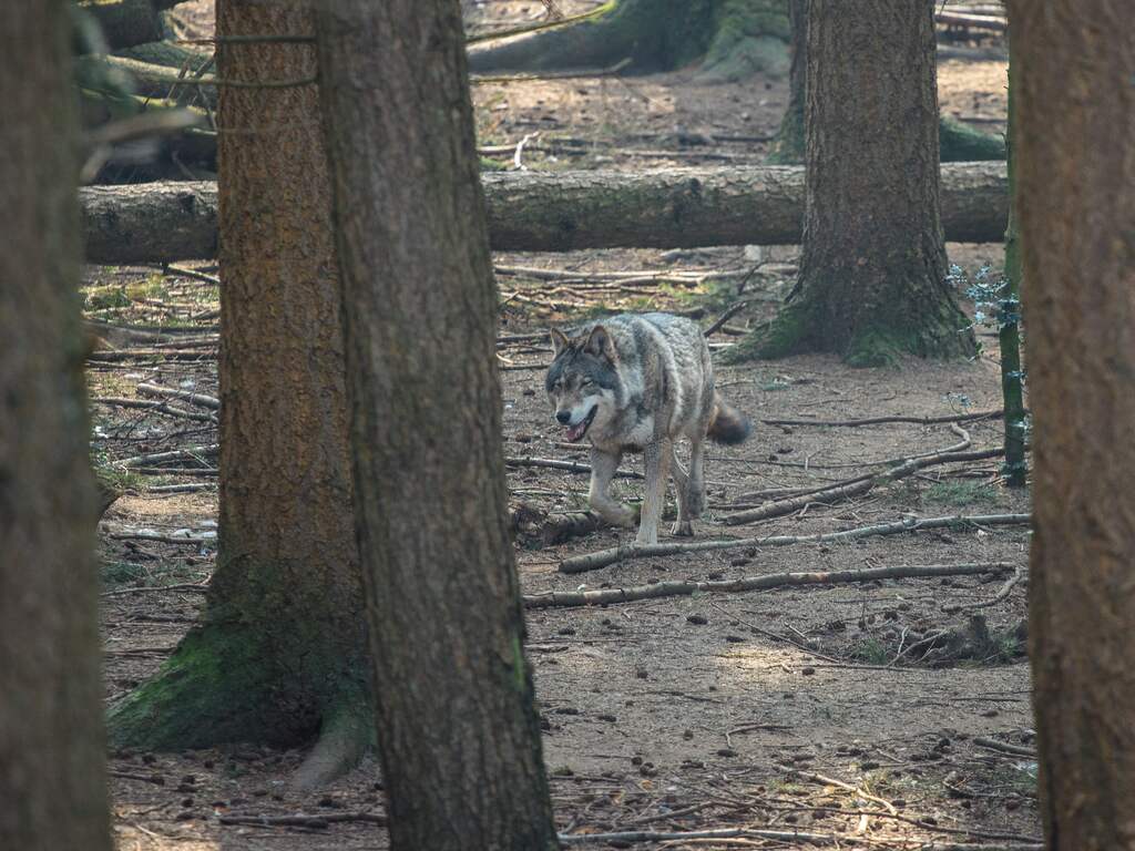 Een wolf in het (Duitse) bos