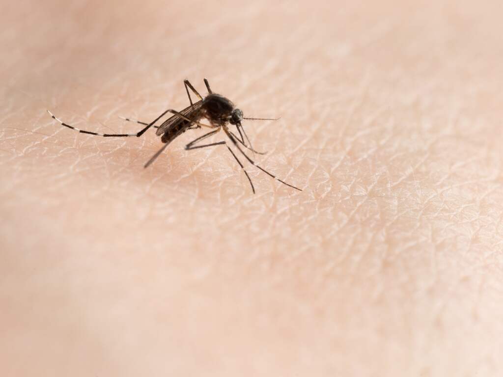 Nazomerse dagen zorgen voor actieve (en overlastgevende) muggen