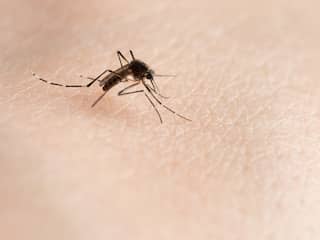 Westnijlvirus in opkomst door toename muggen: 'Klein gezondheidsrisico'