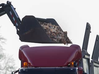 Dit gebeurt er met al die miljoenen dode vogelgriepkippen