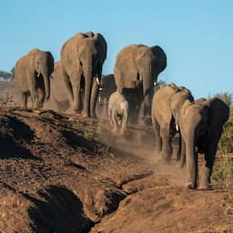 Landen zuidelijk Afrika vrezen olifantensterfte door aanhoudende droogte