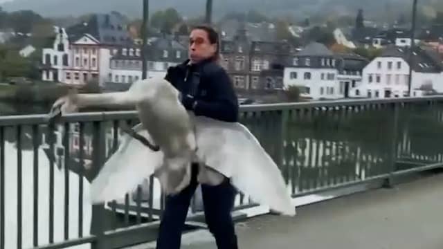 Dappere agent tilt zwaan van brug in Duitsland