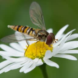 Zweefvliegen blijken veel sneller uit te sterven dan wilde bijen
