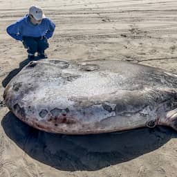 Enorme en zeldzame maanvis aangespoeld op strand in noorden VS