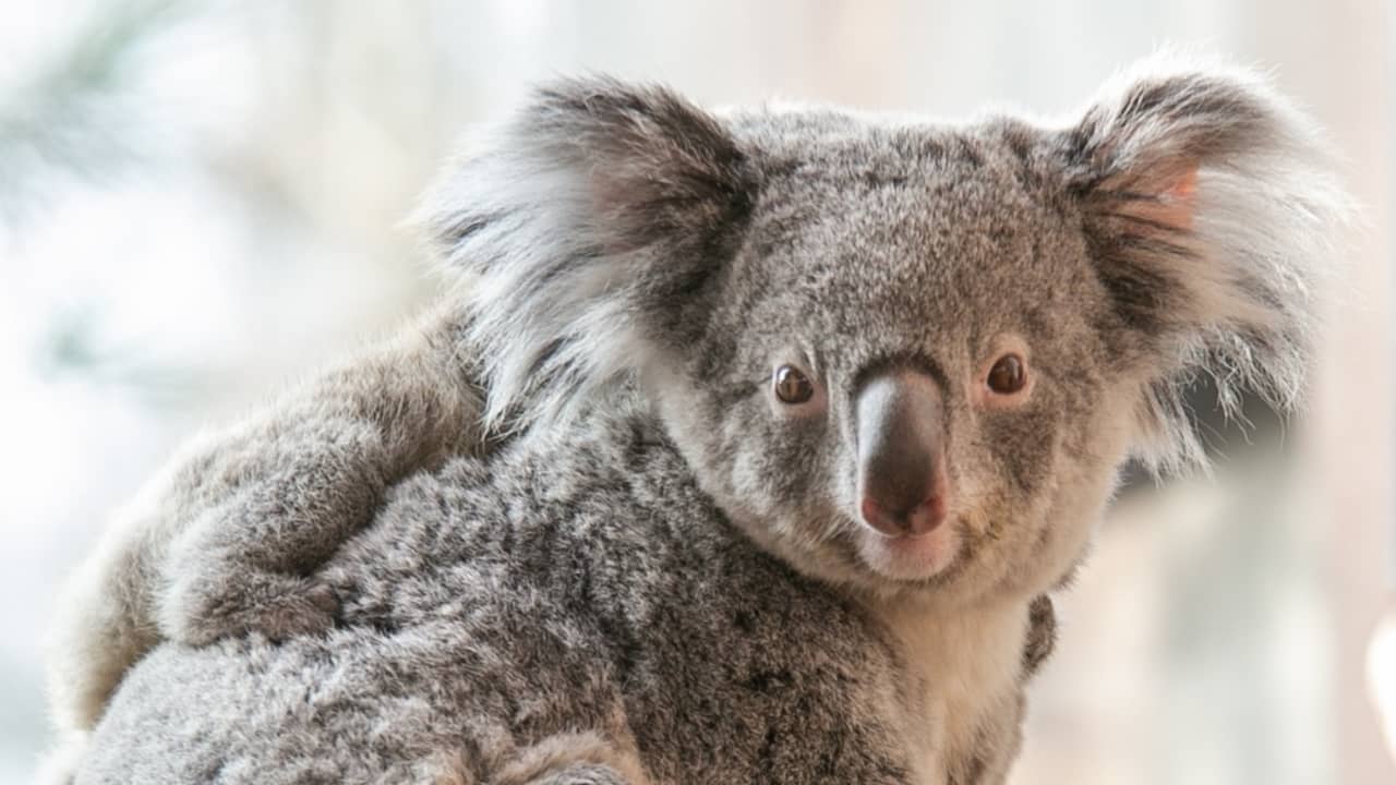 Eerste koalavrouwtje in Nederland overleden in Ouwehands Dierenpark