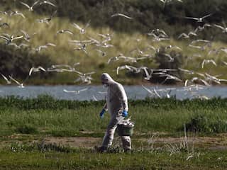 Vogelgriep onder wilde vogels blijft maar rondgaan: wat is er aan de hand?