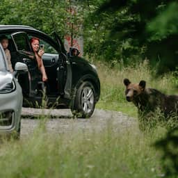 Roemeense jagers mogen voortaan jaarlijks bijna duizend beren doden