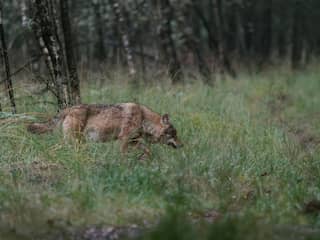 Wolf bedreigt moeflon op Hoge Veluwe, kwestie van smaak of dat erg is