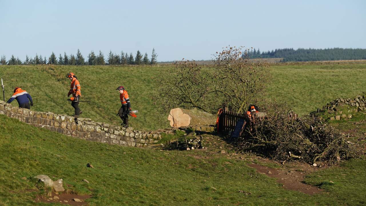 Celstraf van ruim vier jaar voor mannen die iconische Engelse boom velden