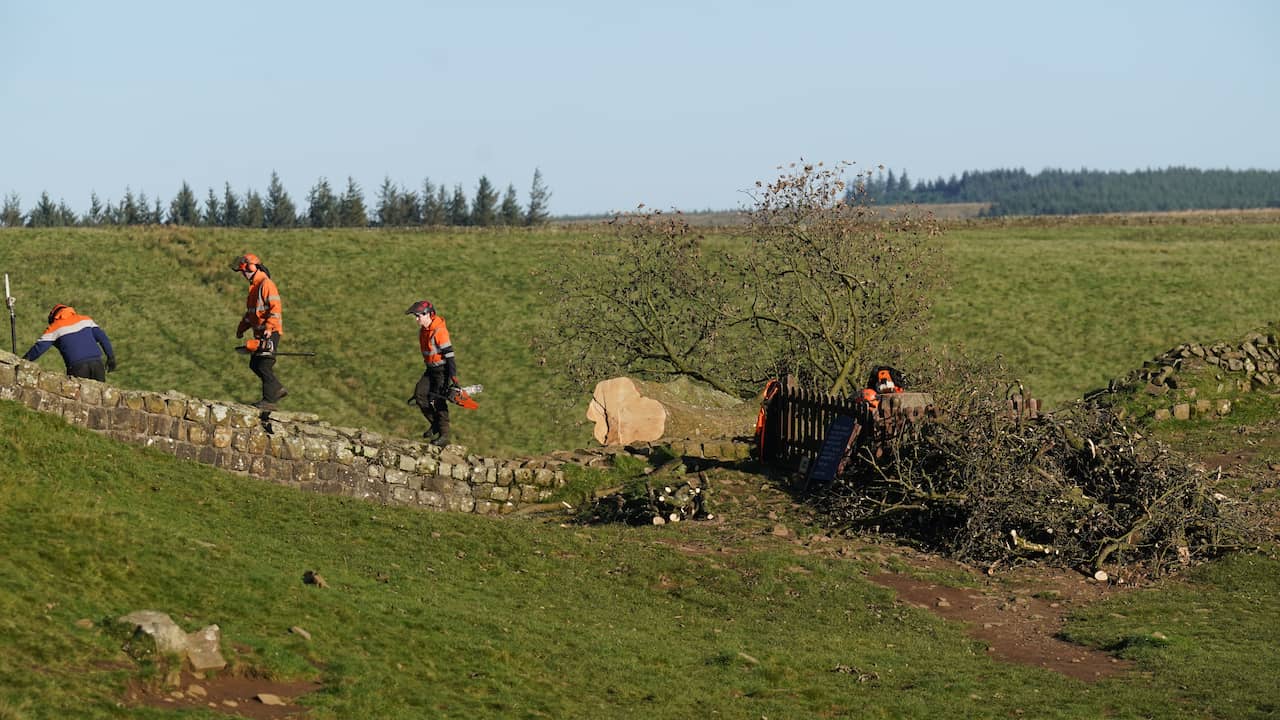 Jaren cel voor mannen die wereldberoemde, stokoude Robin Hood-boom velden