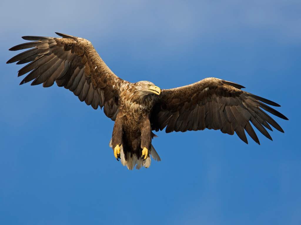 Zeldzame situatie: vier broedende zeearendparen in natuurgebied Zwarte Meer