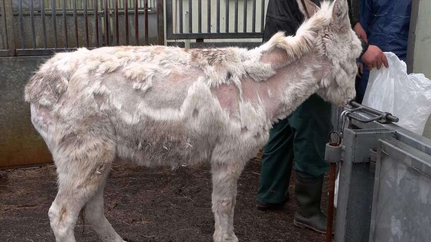Deze dieren werden gered van beruchte hondenfokker in Eersel