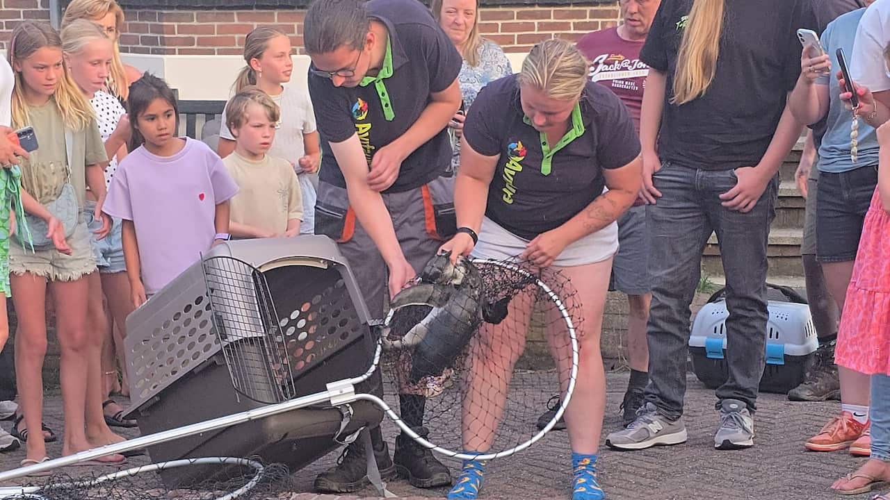 Ontsnapte pinguïn uit Avifauna duikt 9 kilometer verder op in Roelofarendsveen