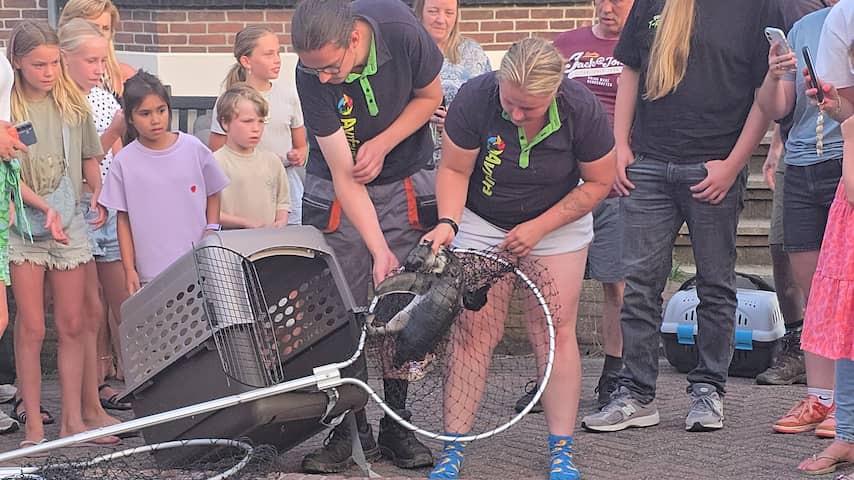 Ontsnapte pinguïn uit Avifauna duikt 9 kilometer verder op in Roelofarendsveen