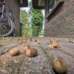 Goed nieuws voor natuur: eikels en beukennootjes vallen eerder dan normaal