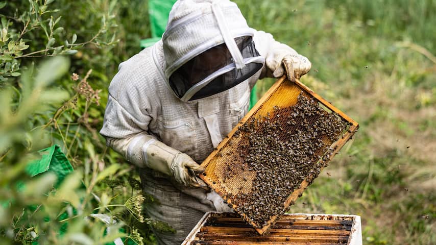 Franse honingopbrengst daalt doordat bijen door hittegolven minder uitvliegen