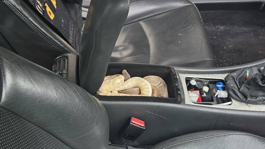 Politie vindt twee pythons in middenconsole van auto in Amsterdam