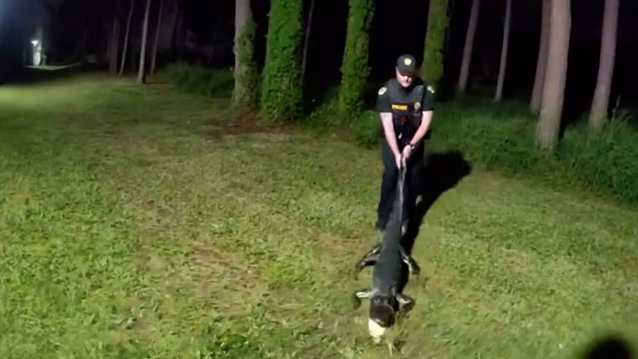 Video | Agent grijpt alligator bij staart bij Amerikaans appartementencomplex